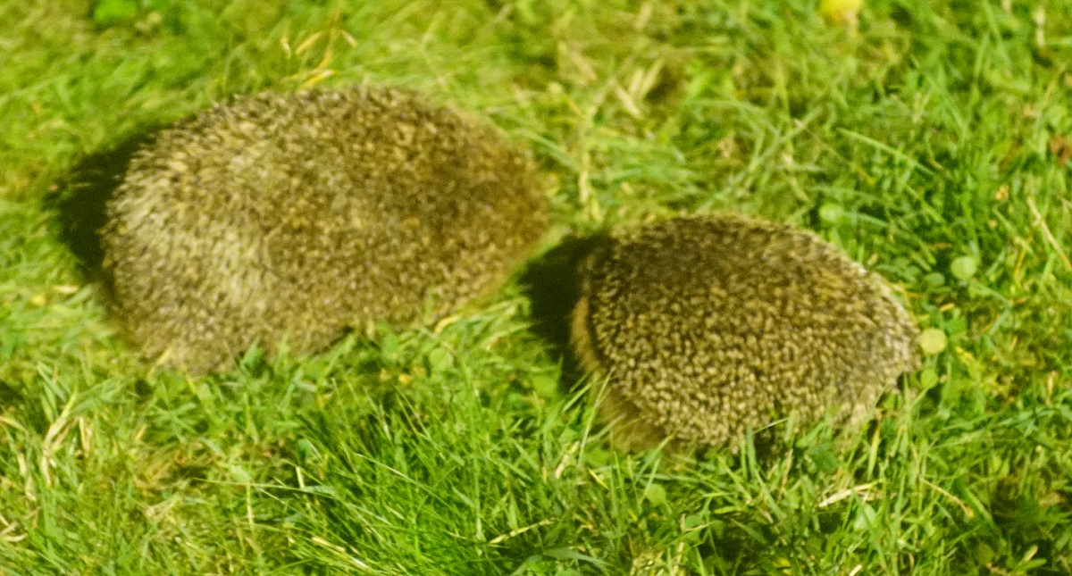 Igel